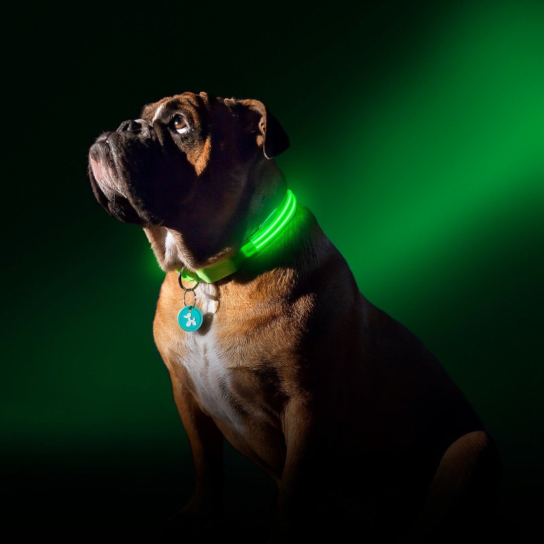 Collier pour chien lumineux - Ninders