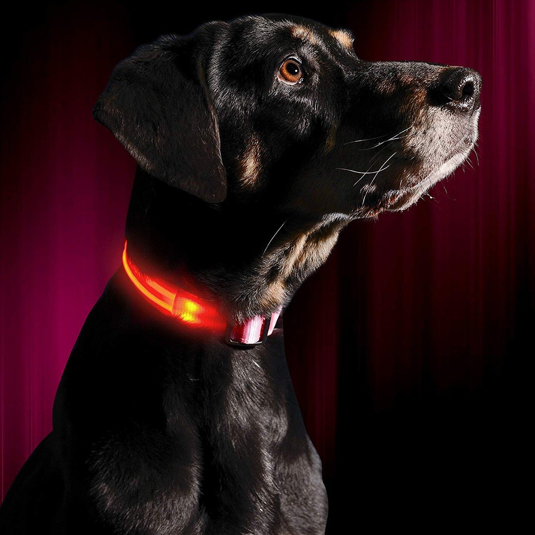 Collier pour chien lumineux - Ninders