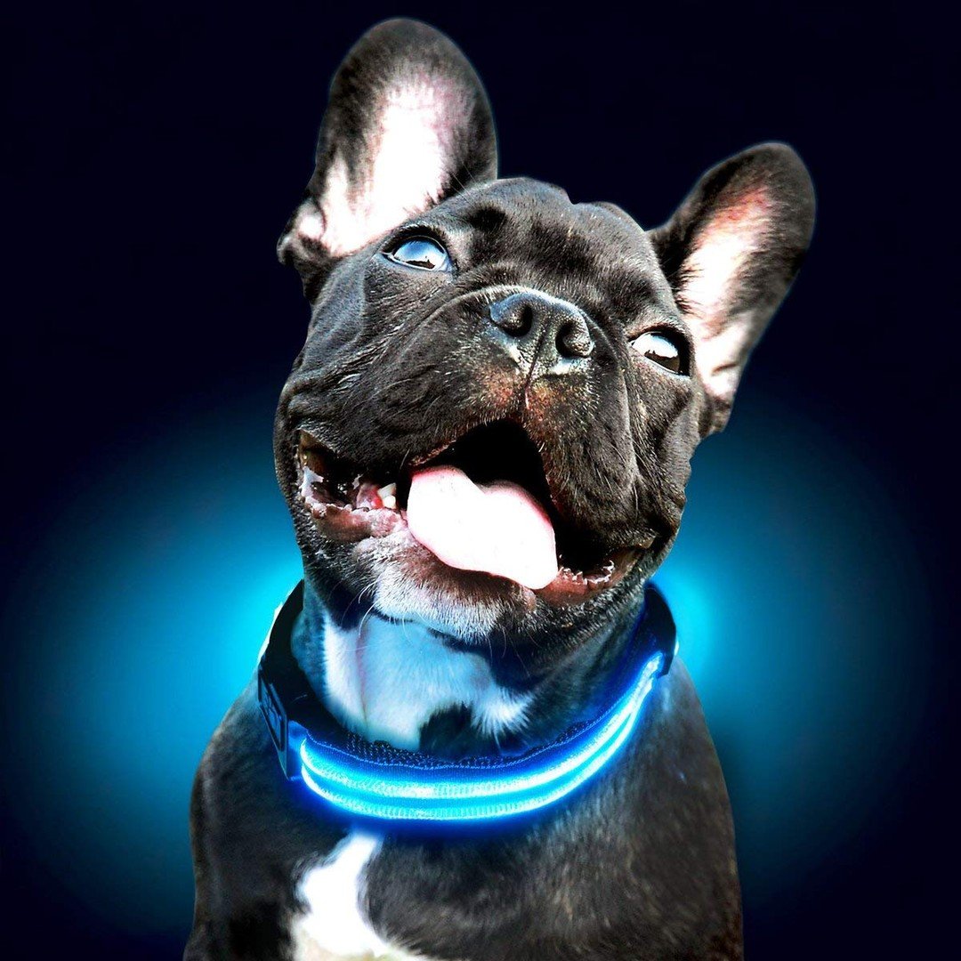 Collier pour chien lumineux - Ninders